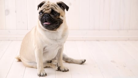 pug - canine, sitting, pug, dog