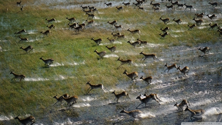 red lechwe - wilderbeast, lechwe, wetlands, red