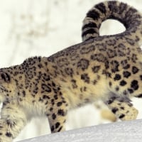 snow leopard in the snow