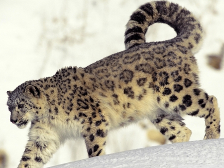 snow leopard in the snow - cat, feline, leopard, snow