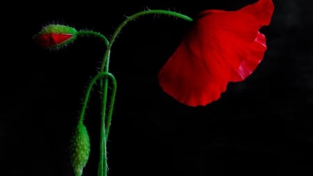 Poppies - red, green, poppies, black, bud, flower