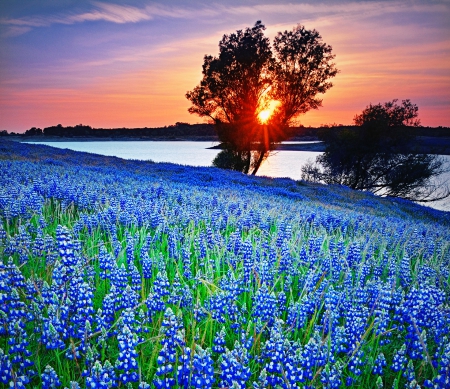 Lupine Sunset - flowers, trees, sunset, rivers, beautiful, springtime, field