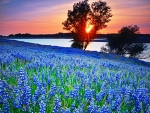 Lupine Sunset