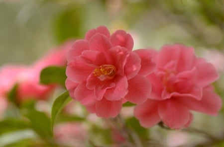 Soft Pink flowers - two, soft, beautiful, pink, flowers, color