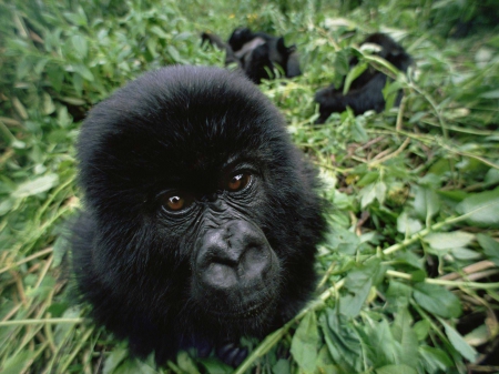 gorilla - primate, ape, leaf, gorilla