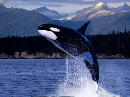 killer whale - whale, killer, ocean, mountain