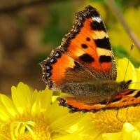 Peacock Butterfly