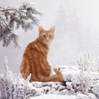 Ginger cat in snow