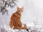 Ginger cat in snow