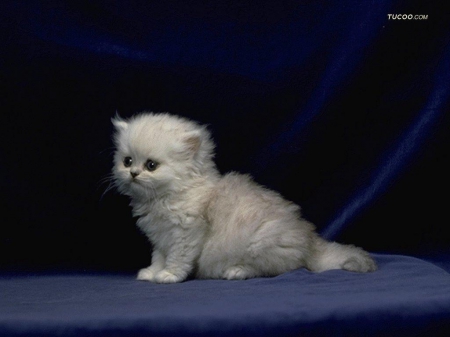 cute white fluffy - white, cats, animals, cute, kitten, fluffy