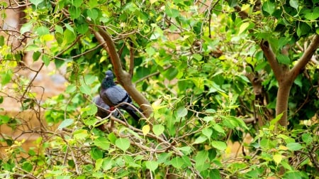 Look at me - green, tree, pigeon, bird