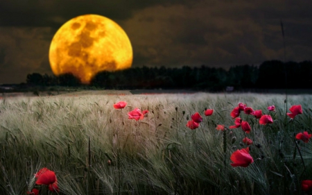 Nature Scenery - moon, flowers, field, nature