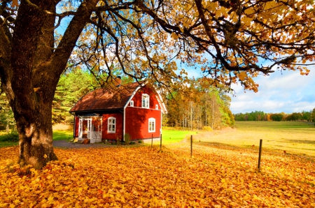 House amongst autumn leaves - season, autumn, carpet, trees, vountryside, foliage, nature, fall, pretty, red, beautiful, leaves, golden, lvoely