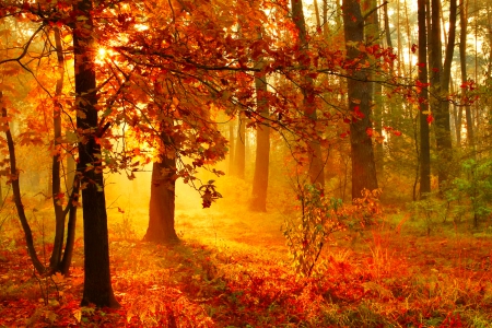 Autumn sun rays - branches, rays, autumn, sunlight, trees, sun, shine, foliage, nature, glow, fall, forest, beautiful