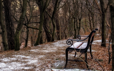 November â™¥ - autumn, trees, photography, winter, park, bench, forest, beautiful, leaves, november