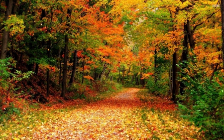 Path through Autumn Forest - leaves, paths, autumn, forests