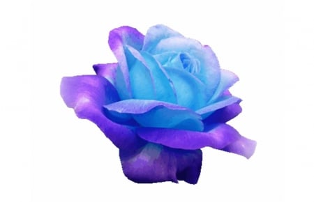 A Beautiful Friendship in Purple and Blue