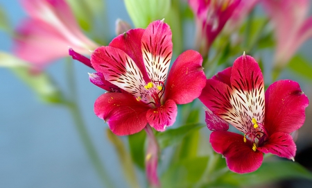 Flowers - nature, flowers, pink, beautiful