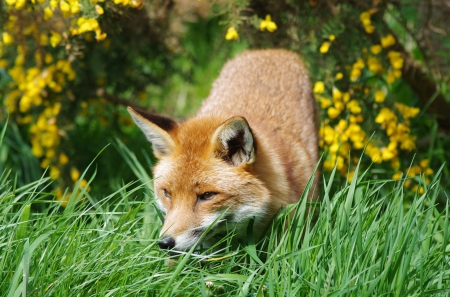 Fox - fox, hunting, forest, grass