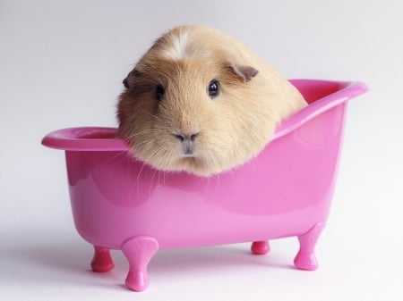 Guinea pig - bath, pet, animal, Guinea pig