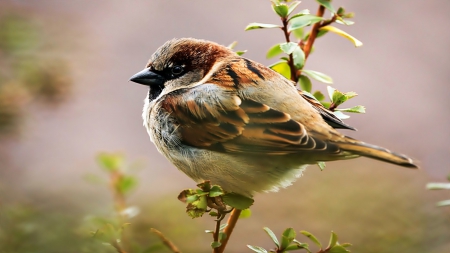 Sparrow - bird, twig, leaves, Sparrow