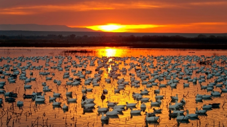 Sunset - geese - geese, lake, Sunset, trees