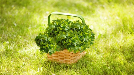 Clover - sun rays - basket, grass, clover, sun rays