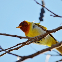 yellow bird