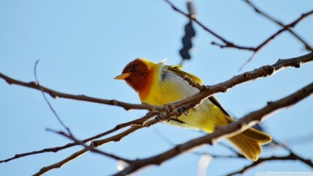 yellow bird - sky, yellow, bird, branch