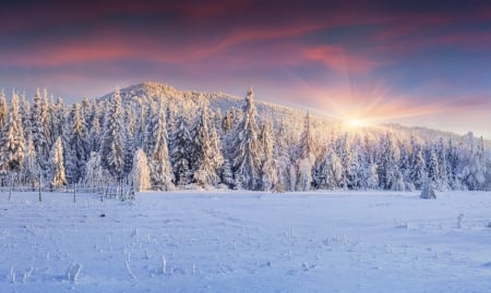 Winter - winter, fir, snow, forest, tree, sun