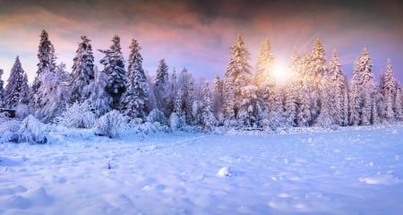 Winter - winter, fir, snow, forest, tree, sun