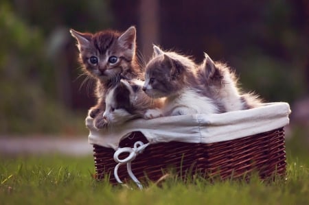 Small cats - animals, cats, basket, small, grass