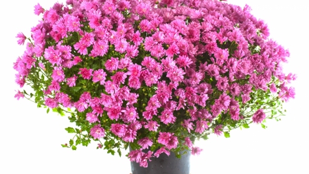 Pink Bouquet - flowers, bouquet, pink, nature