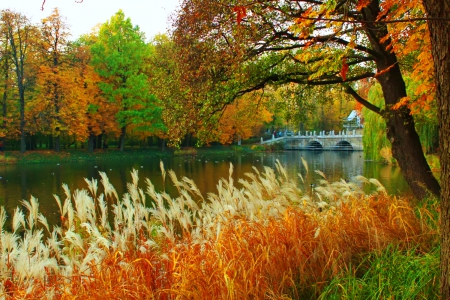 Bridge over autumn river - autumn, trees, park, serenity, nature, fall, forest, river, beautiful, colors, bridge