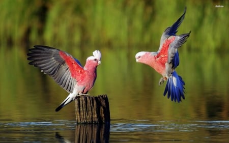 galahs - water, stump, bird, galah