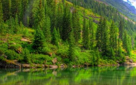 pine forest reflections - water, tree, forest, pine