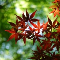 red maple tree