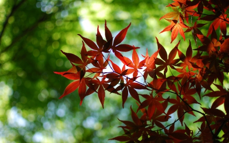 red maple tree - leaf, tree, maple, red