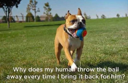 DOG THOUGHTS - ball, funny, thought, dog