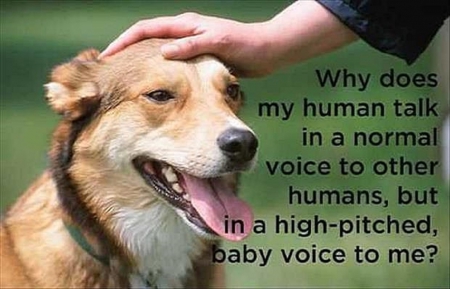 DOG THOUGHTS - funny, cute, thought, dog