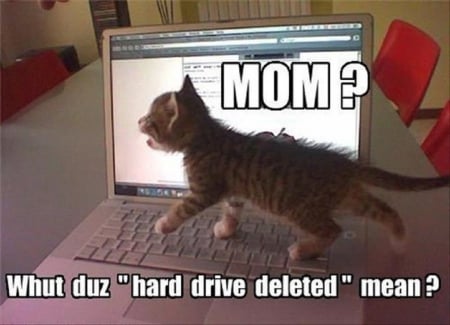 CAT THOUGHTS - CUTE, KITTEN, FUNNY, COMPUTER