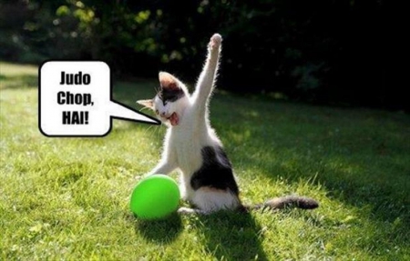 CAT THOUGHTS - ball, cat, funny, cute