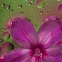 Flower and water drops