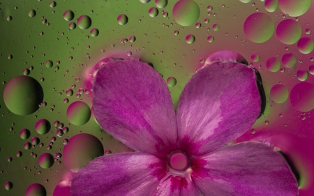 Flower and water drops - abstract, green, bubbles, water drop, flower, pink, glass