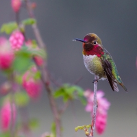 Humming-bird