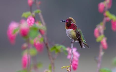 Humming-bird - flower, bird, pink, cute, humming-bird, green