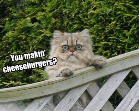 CAT THOUGHTS - cat, funny, thought, fence