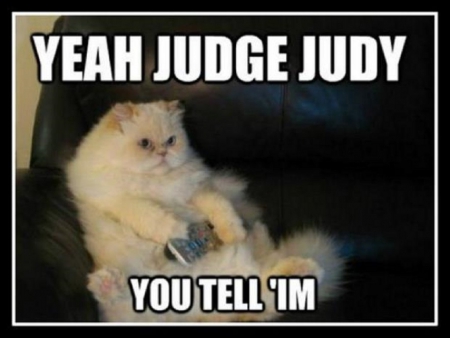 CAT THOUGHTS - JUDY, JUDGE, FUNNY, CAT