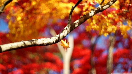 A leaf falling down - bokeh, autumn, photography, branch, wallpaper, leag, hd, abstract, fall, forest, macro, close-up, leaves, tree, twigs