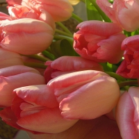 Pretty Pink Tulips